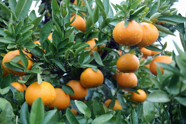 松江市のお庭リフォーム（果樹）