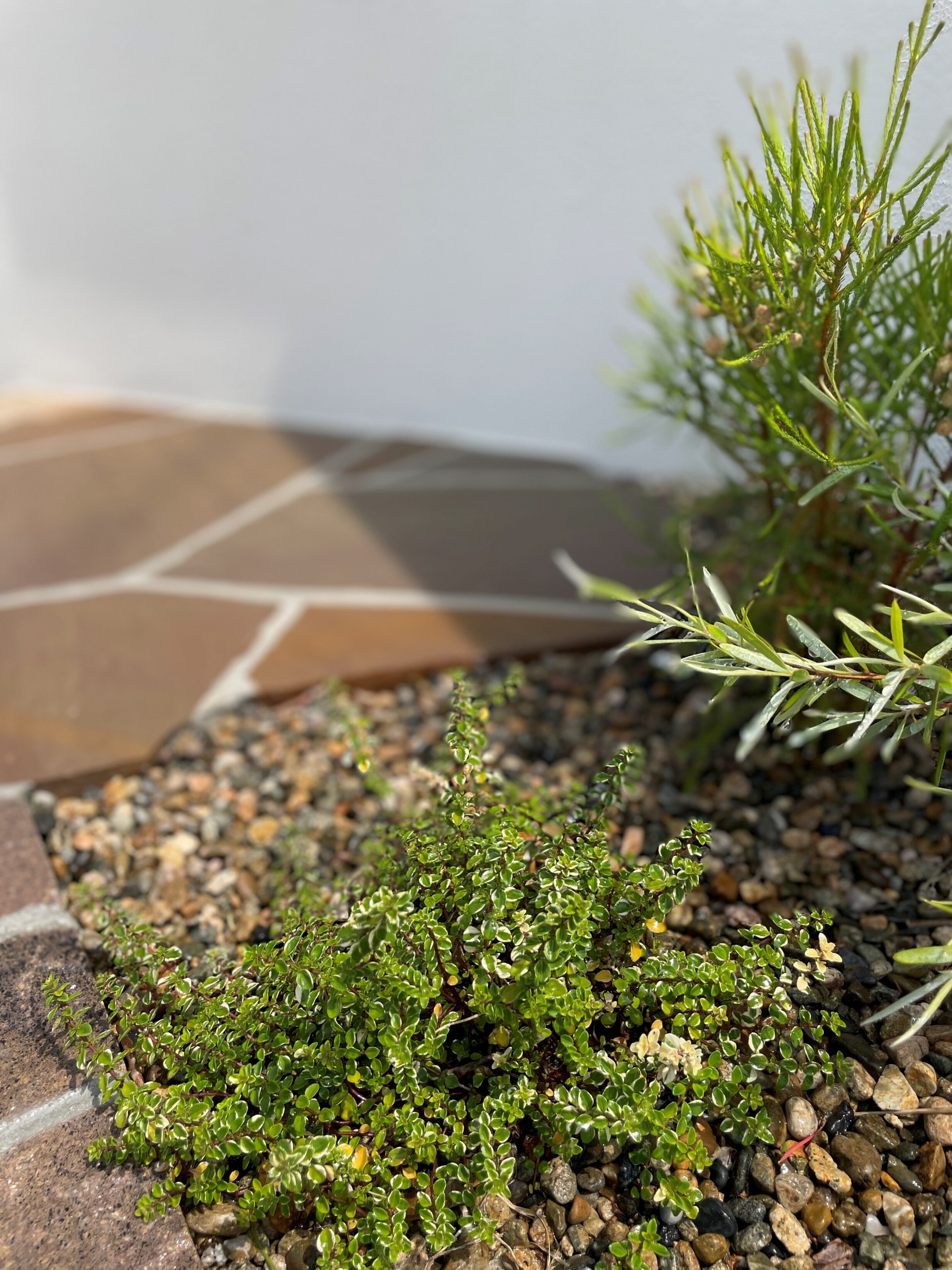 浜田市 外構リフォーム 門壁横に植えられた植栽の写真